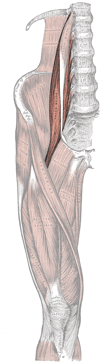 Gray430_Psoas_Major_ThighMuscles Anatomical drawing of Iliopsoas muscles from Gray's Anatomy with surrounding quadriceps, adductors, and quadratus lumborum muscles of the right lower limb.