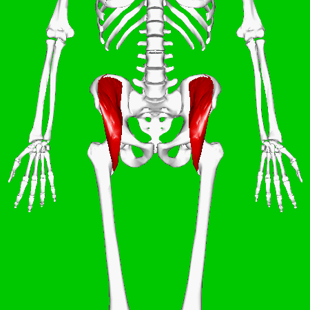 Iliacus_muscle The Iliacus, a wide muscle on the Iliac crest of the hip bone.