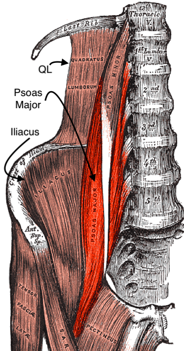 Psoas-major Anatomical drawing of Iliopsoas muscle from Gray's Anatomy.