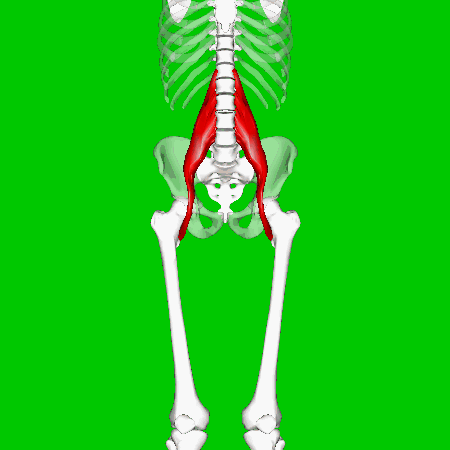 Psoas_major_muscle 3D anatomical moel of Psoas major muscle wrapping around the front of th e hip.