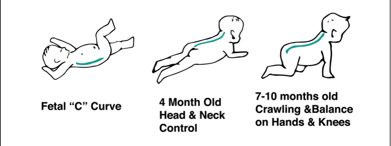 Tummy-Time-Image-1 Infant crawling with spinal curvature development.