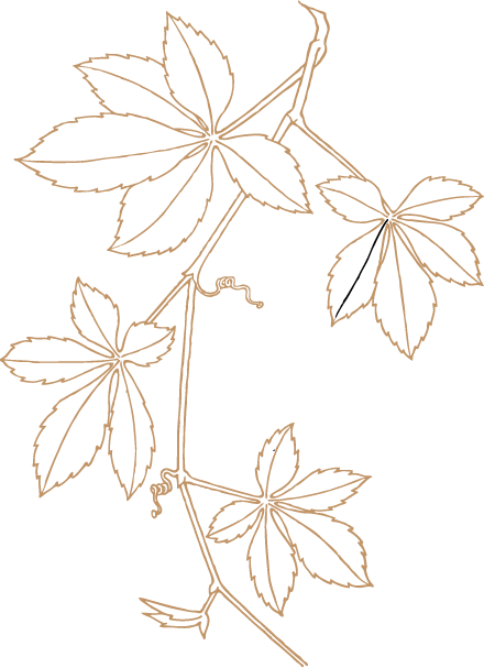 Virginia creeper vine line drawing.